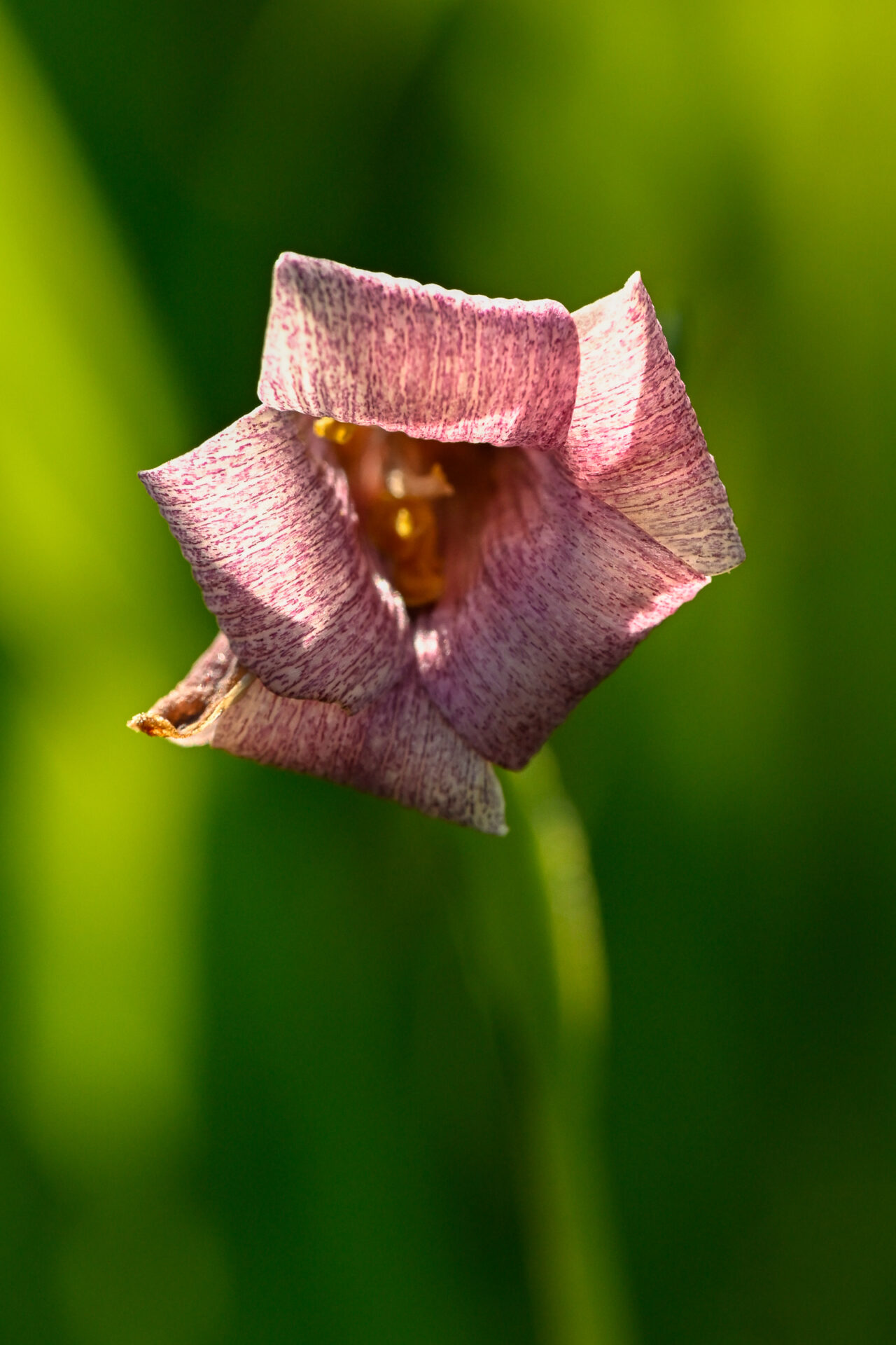 Adobe Lily (Fritillaria striata)
