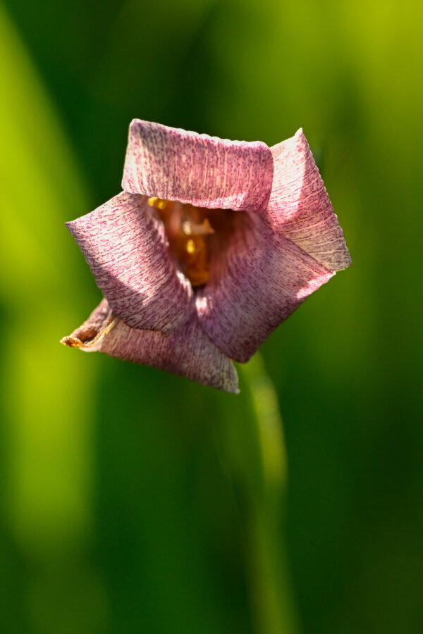 Adobe Lily (Fritillaria striata)
