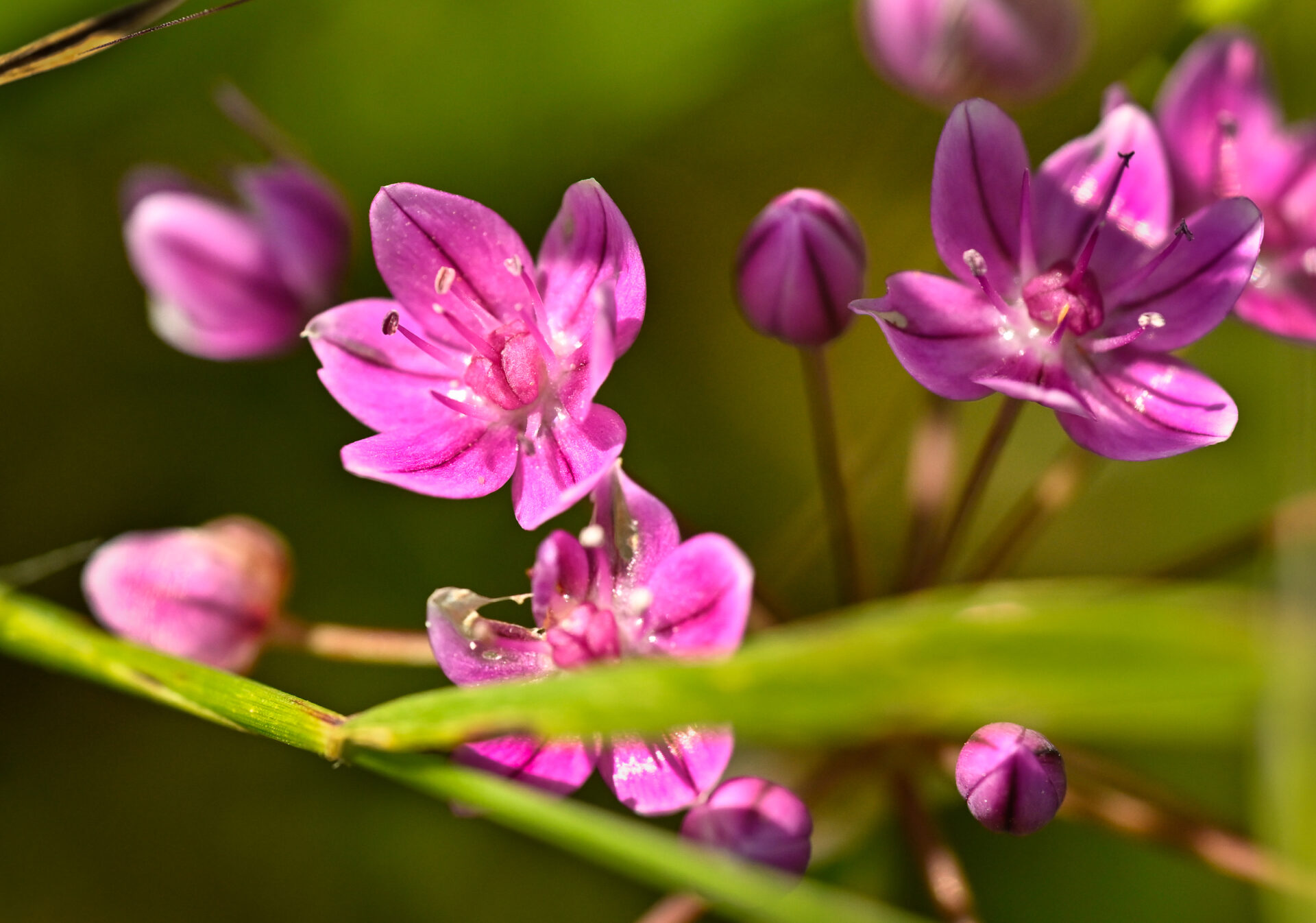 Lewis Hill Wildflower Walk 2026