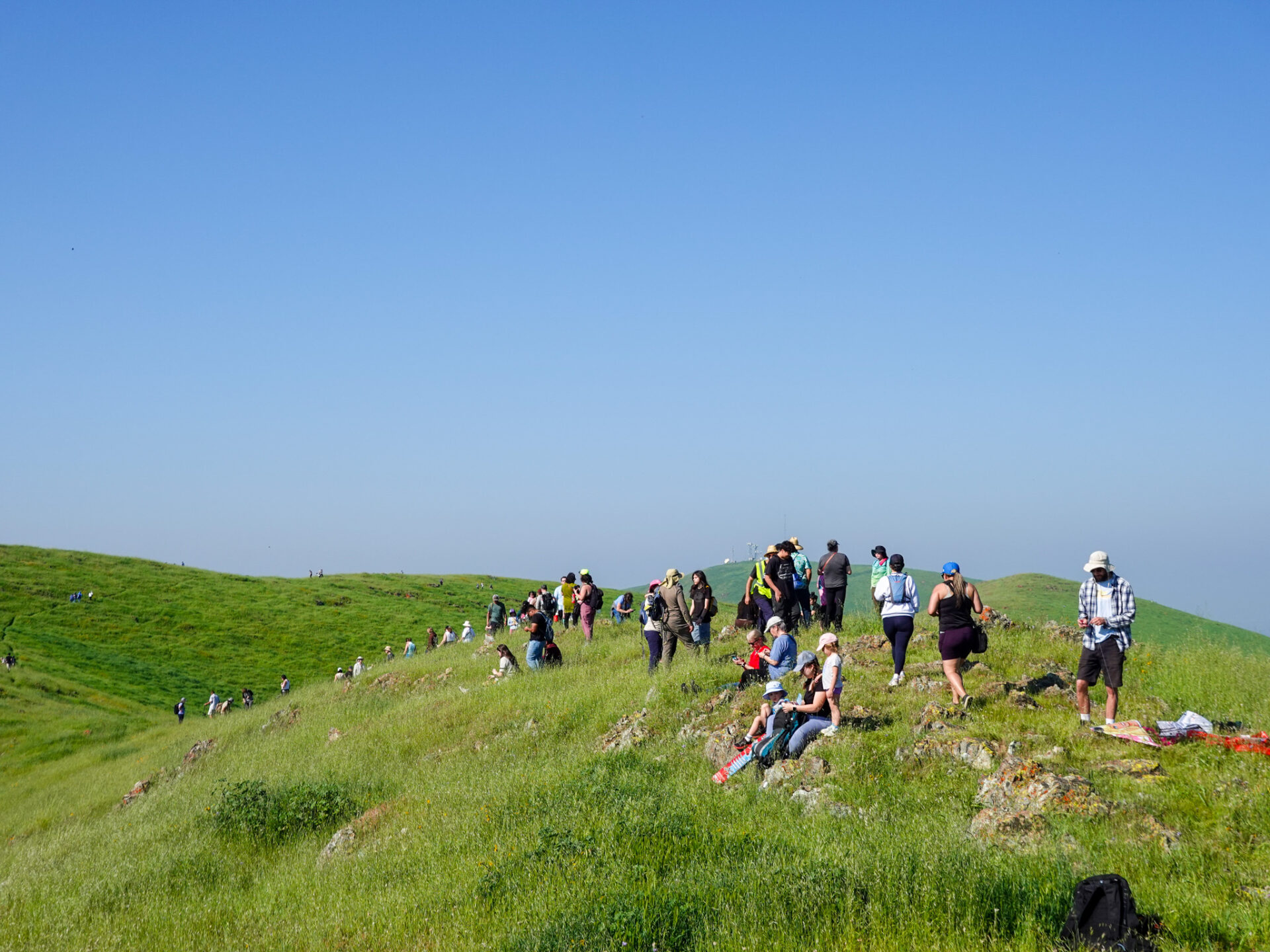 Lewis Hill Wildflower Walk 2026