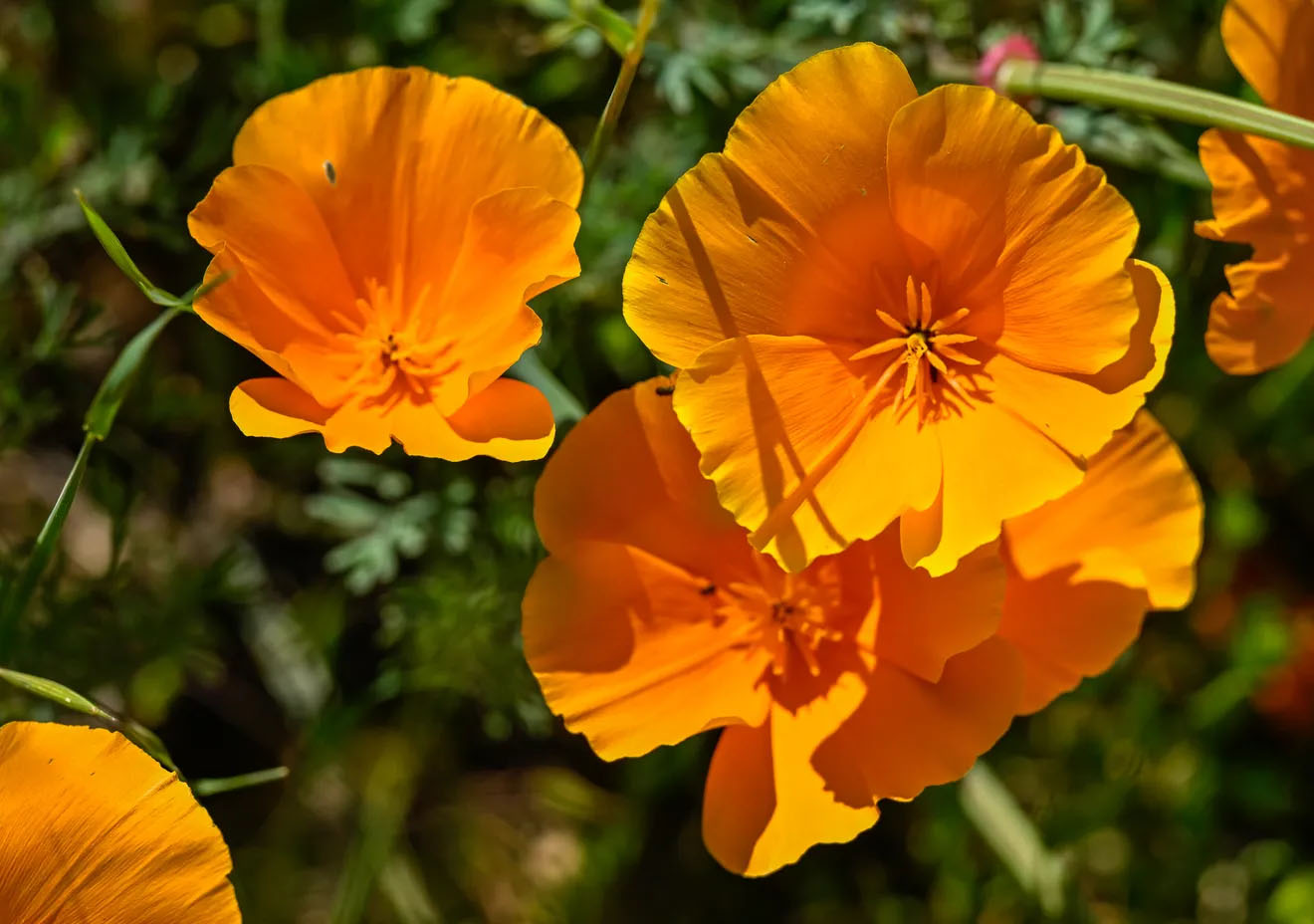 Lewis Hill Wildflower Walk 2026