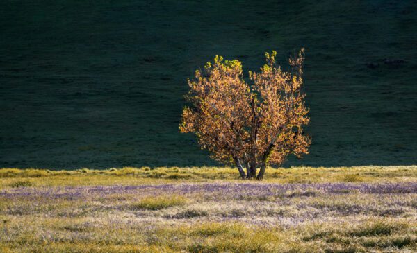 lone sycamore tree in field of lupines