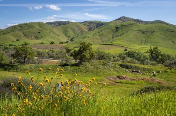 green rolling hills with yellow flowers in foreground and blue sky above