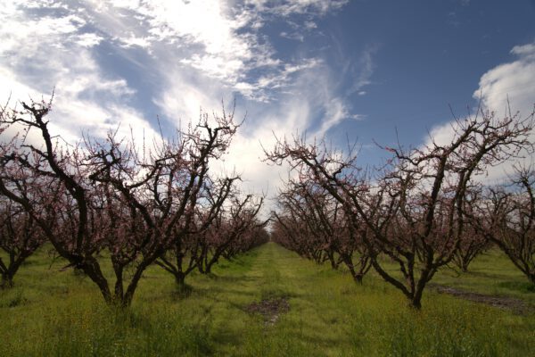 orchard with buds and grass in between with blue sky and scattered clouds