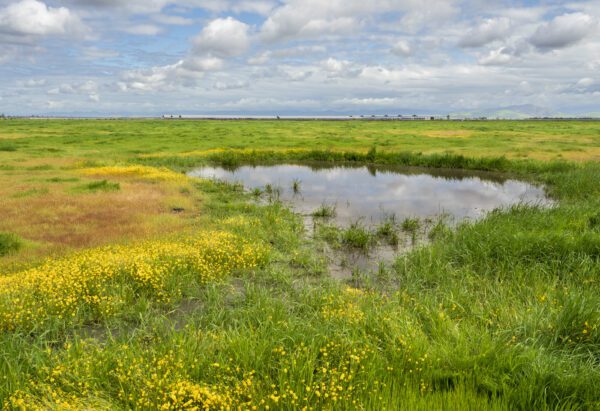 Photo of small pond in tall grass and scattered clouds above in the sky