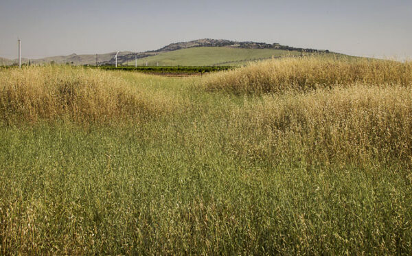 Yellow and green grass covering small rolling hills with grey-blue sky above
