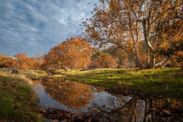 photo of stream running through grassy banks and yellowing leaves on oak trees alongside