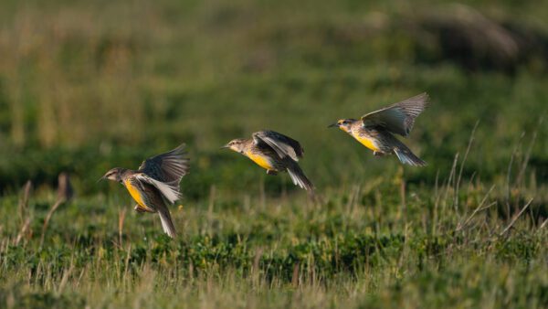 three photos merged of yellow bird flapping it's wings