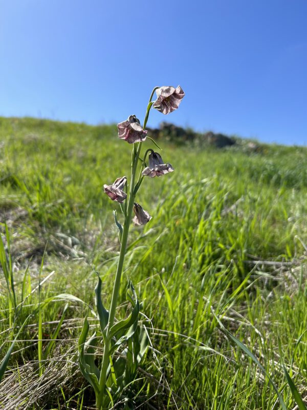 close up photo of small pink flower with grassy hill in background with blue sky above