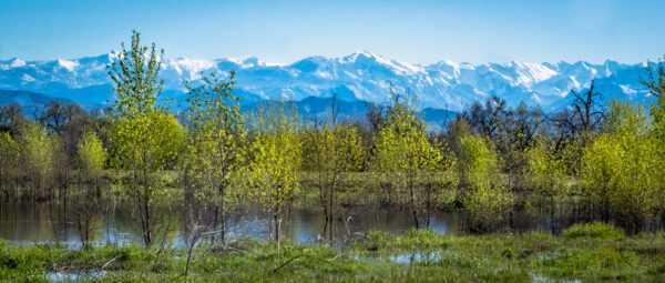 water in foreground with sycamore trees in background and mountains in the distance