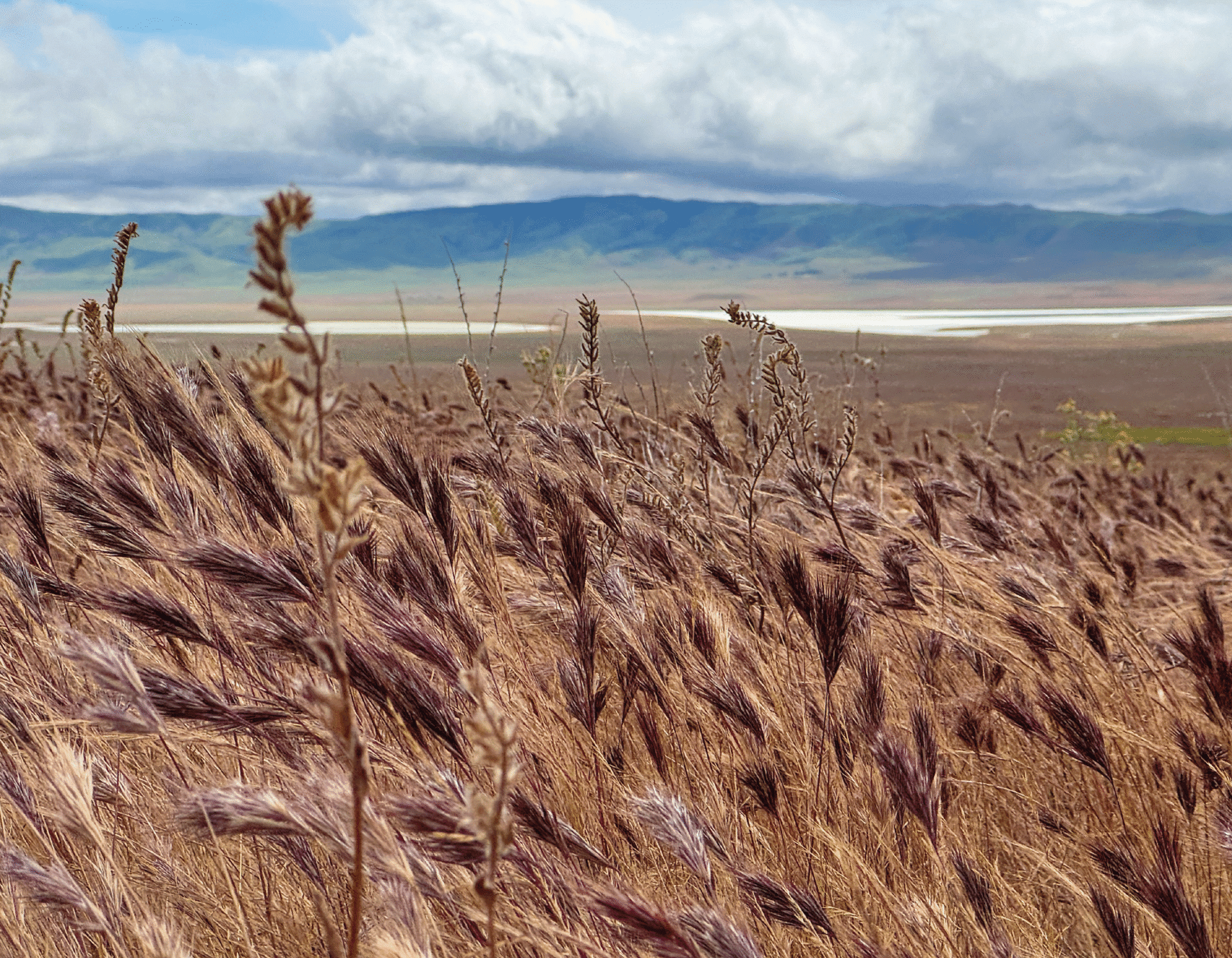 a field of brown grass blowing in the wind with clouds in the background over some hills