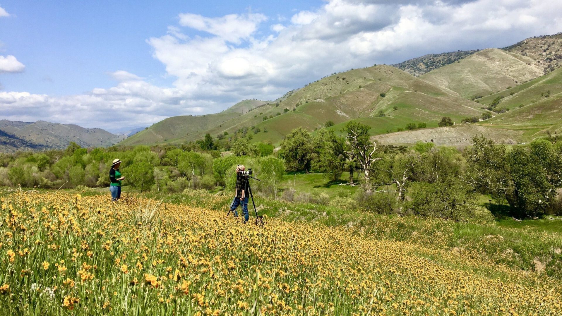people standing a field of wildflowers with tripot and cameras