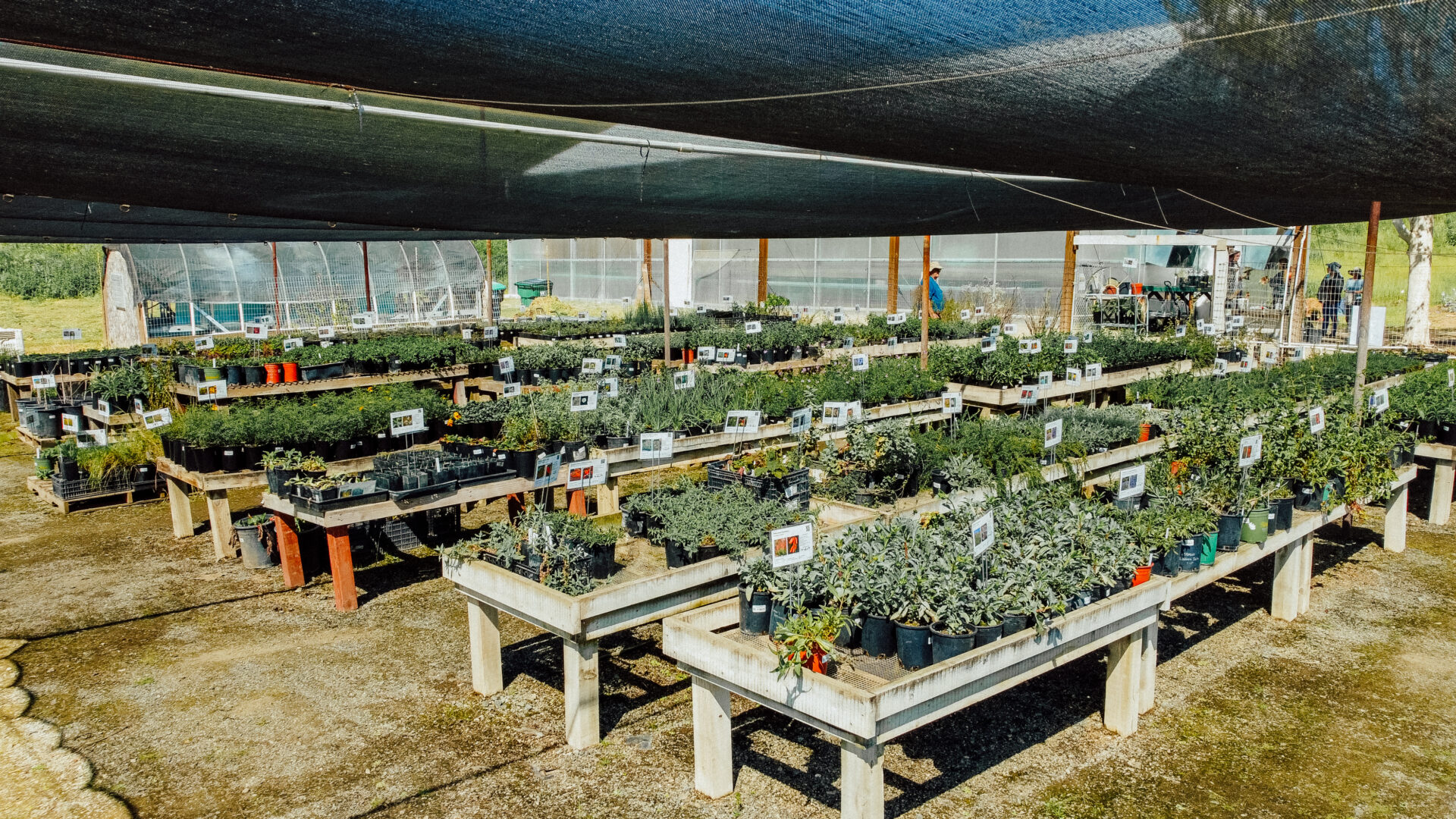 Dry Creek Nursery Grand Re-Opening 2026