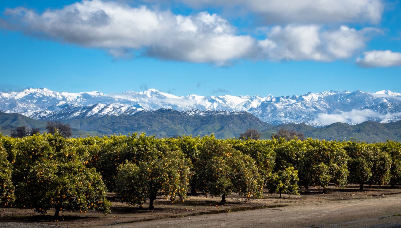 photo of orange grove in front with blue sky and clouds overhead with snow covered mountians in background