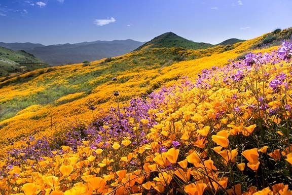 photo of orange poppies and purple flowers on hillside with green grassy hill and blue sky in background