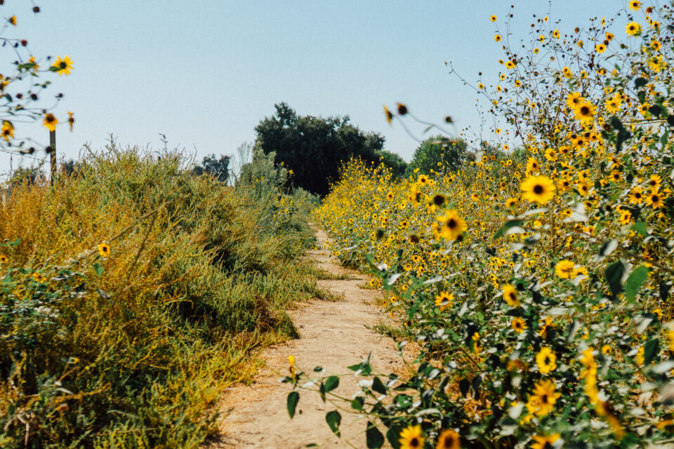 Sunflowers at Kaweah Oaks Preserve