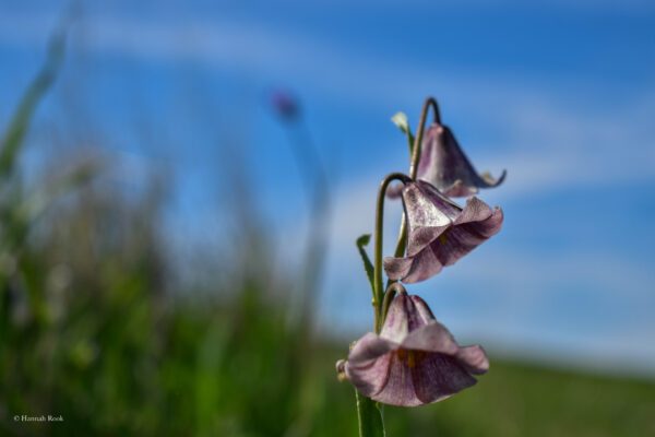 purple bell-shaped flowers with blurry tall grass and blue sky in background
